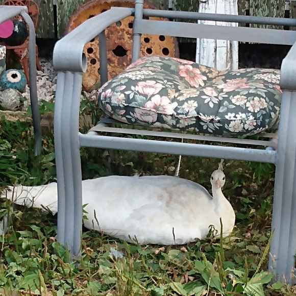 🐓🐿️🐦🦆🐑Meet your Posher, Tawnya🐄🐷🦊🐱🐕🐇🐴 - Picture 10 of 14